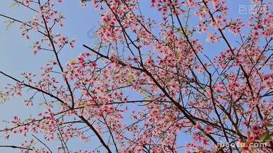春天盛开的桃花